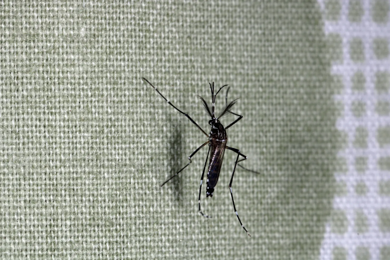 A mosquito resting on a wall, seen close