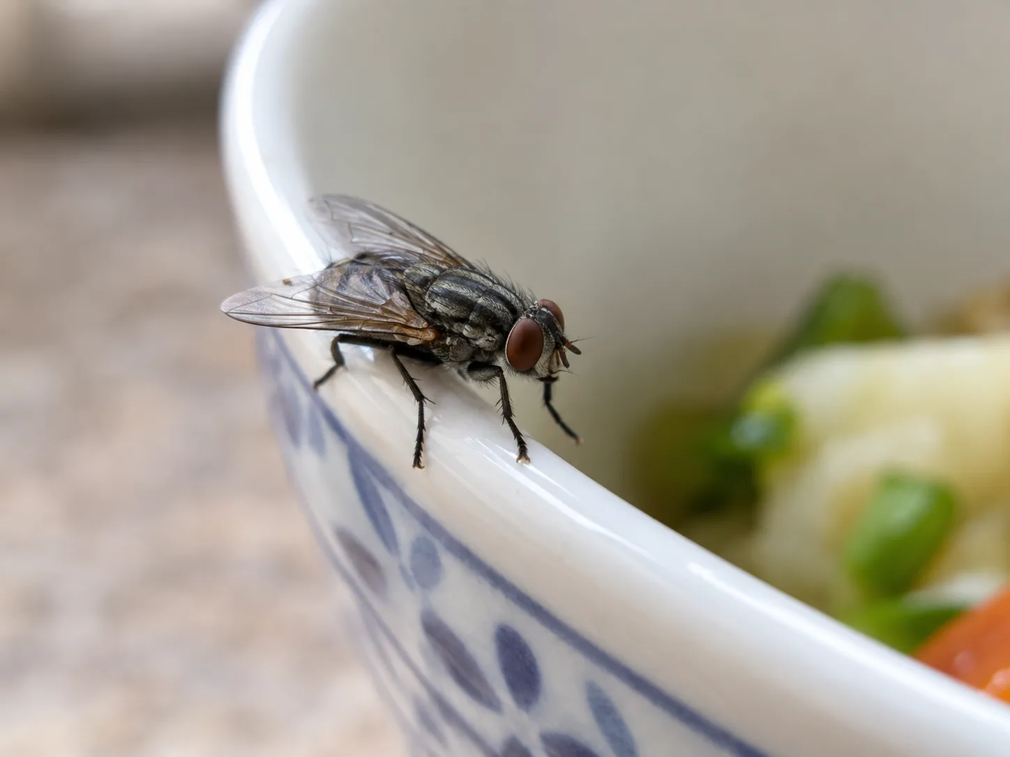 A housefly on the rim of an uncovered bowl