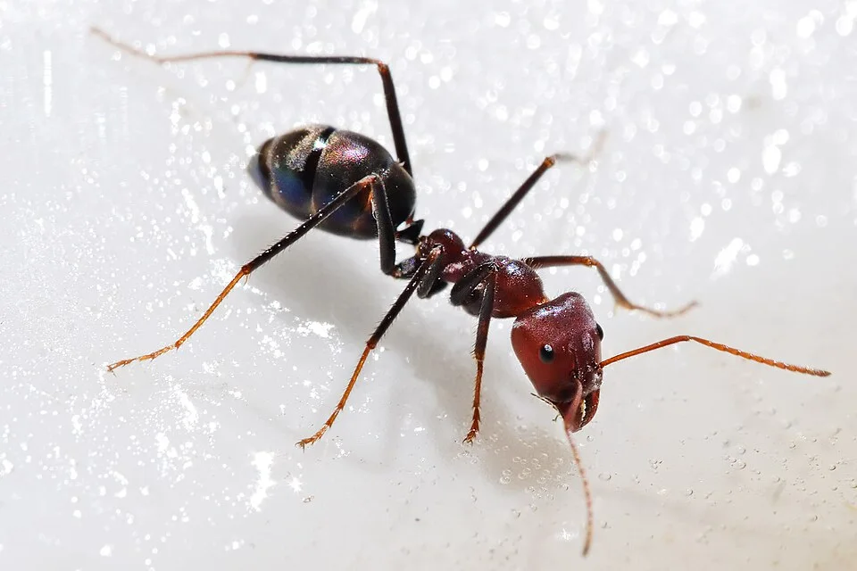 A ant