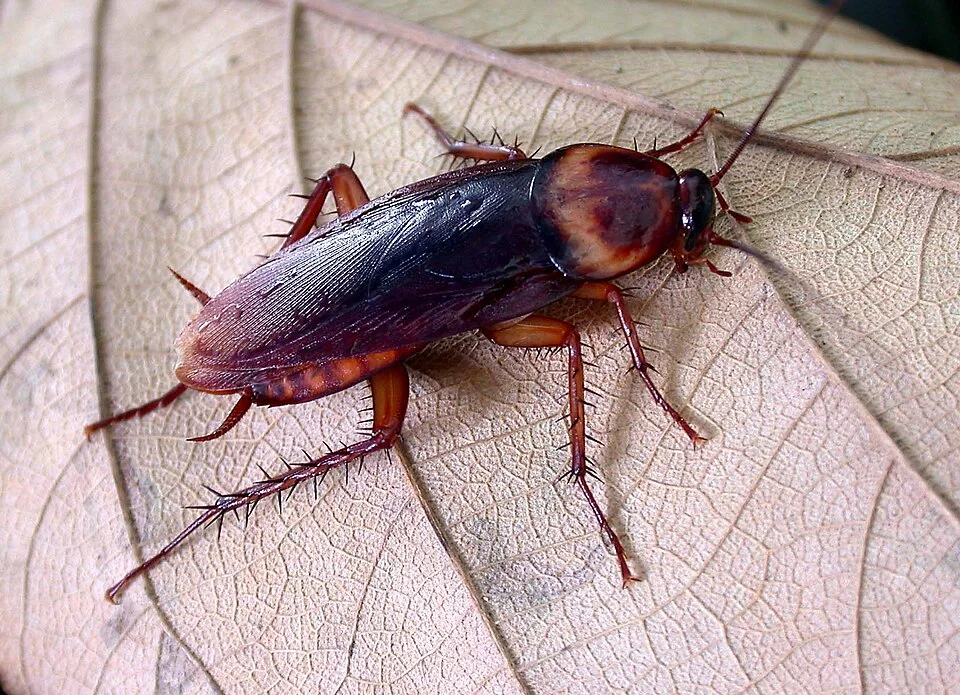 A cockroach