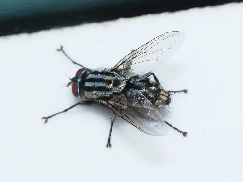 A fly