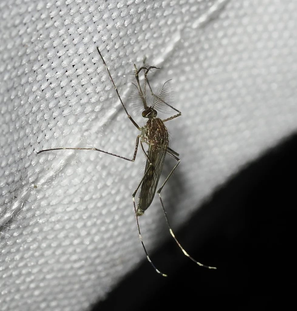 A mosquito