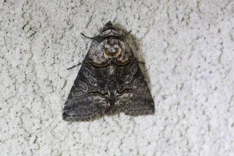 A moth