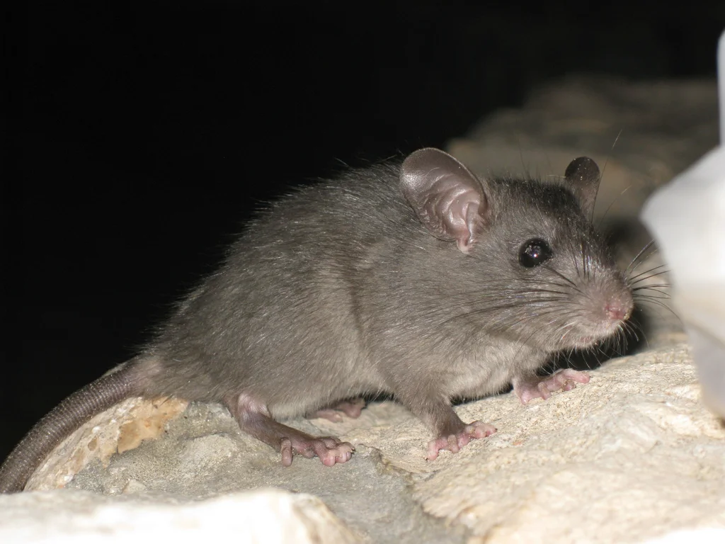 A rodent